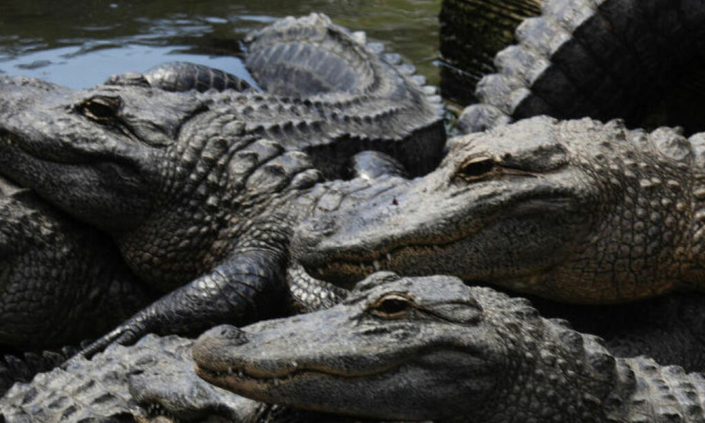På alligatorjakt i Florida: - Hvilket helvete av bibelske dimensjoner