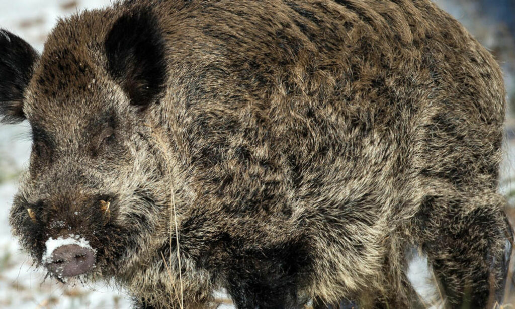 Radioaktive villsvin formerer seg i rekordtempo ved Fukushima