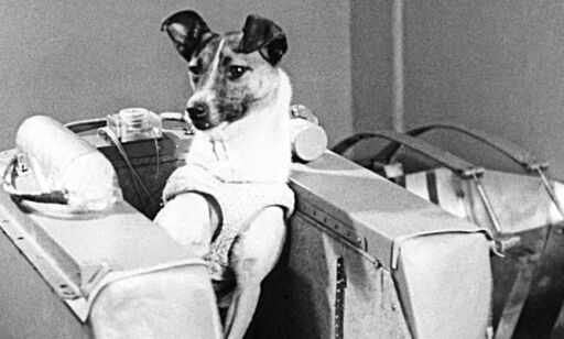 «Laika» - tispa som måtte dø før mennesket våget seg ut i verdensrommet