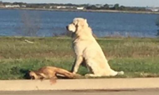 Hunden nektet å forlate sin døde venn etter at hun hadde blitt påkjørt