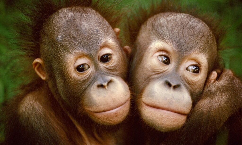Om få år kan orangutangen være utryddet: - Situasjonen er akutt. Forbrukere og selskaper har et enormt ansvar