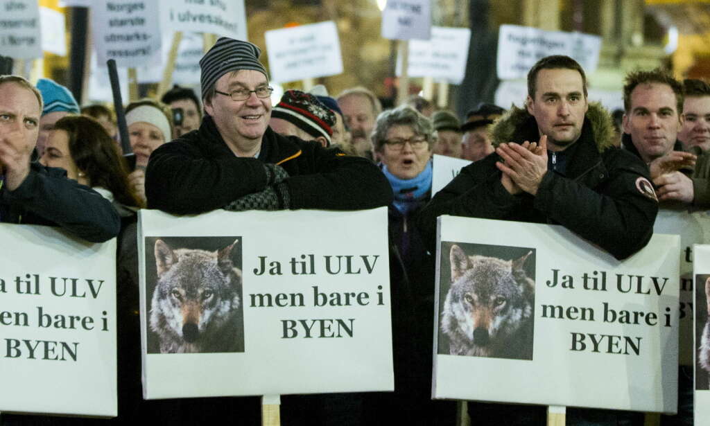 Frp med nytt forslag om økt ulvejakt