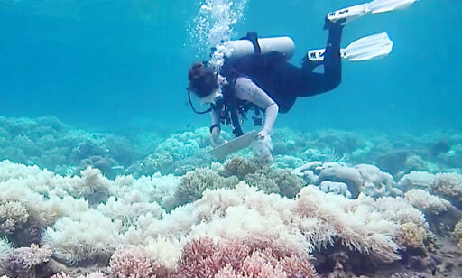 To tredjedeler av korallene i Great Barrier Reef er rammet av korallbleking