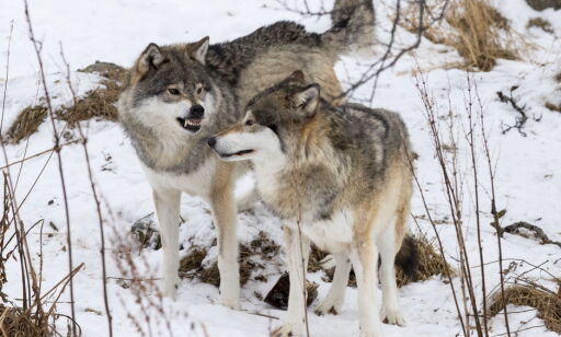 De grønne vil tredoble ulvebestanden og ha romfartsatsing i Svalbard