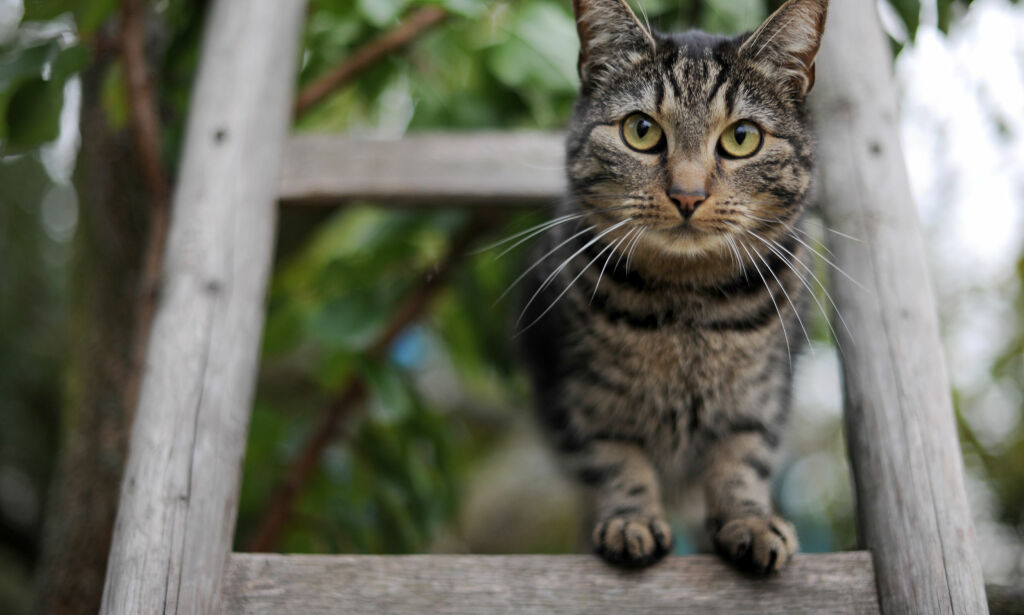 Kvinne flyttet fra kattene sine – dømt til betinget fengsel
