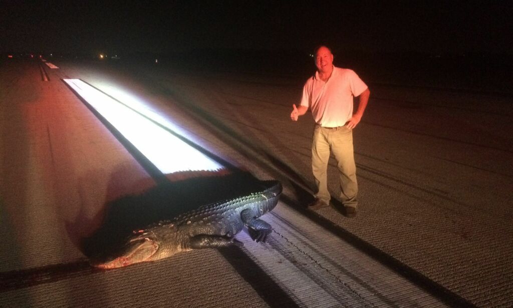 Dramatisk flylanding: Gigantisk alligator lå i rullebanen
