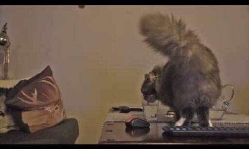 Norske Alexanders katt ble en netthit over natta