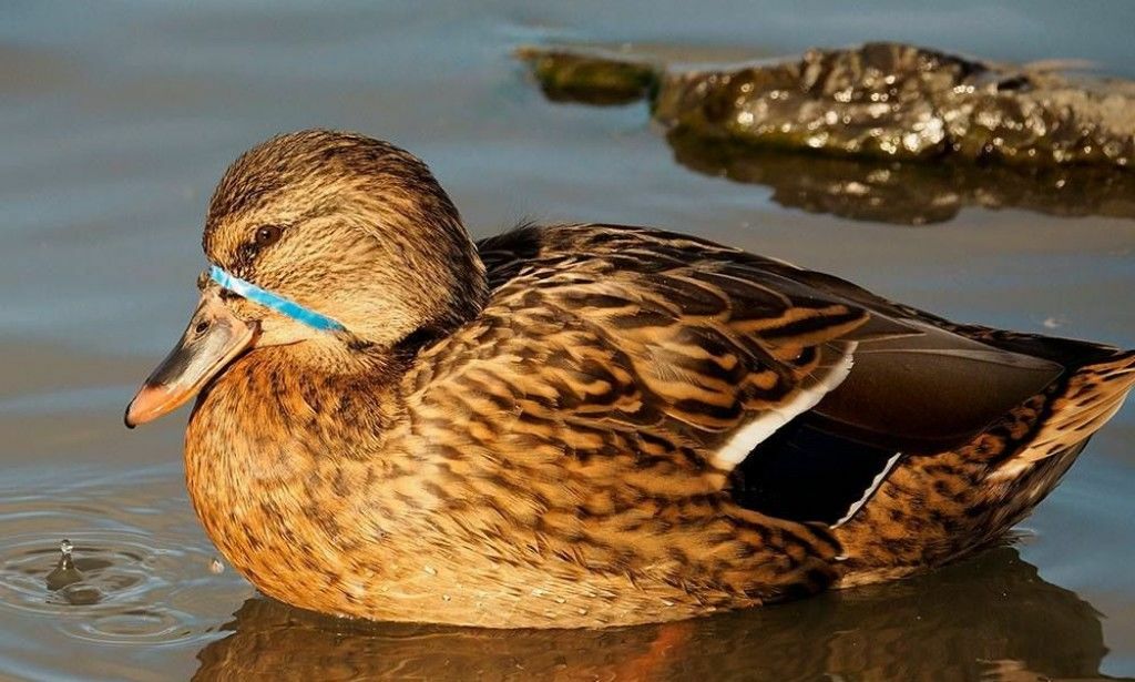 Bildet er tatt i norsk naturperle: - La dette bli en advarsel