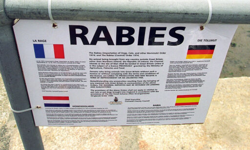 Årlig dør 60 000 av rabies
