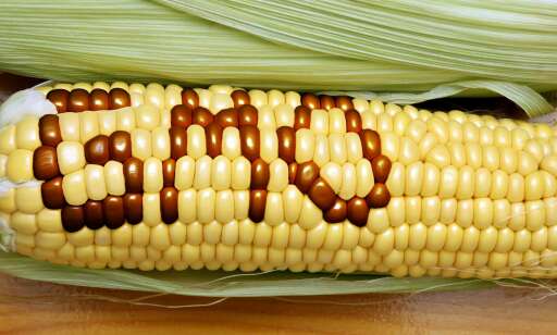 Hva er det de driver med oppe i Tromsø?